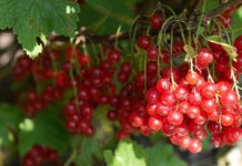 Czy za Busuu jest darmowy? Czy za Busuu jest darmowy?