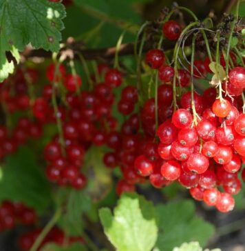 Czy za Busuu jest darmowy? Czy za Busuu jest darmowy?