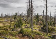 Co to jest plemiona? Co to jest plemiona?