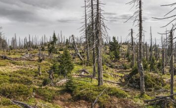 Co to jest plemiona? Co to jest plemiona?